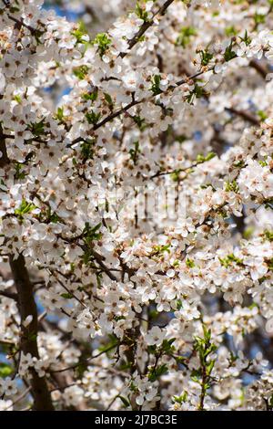 Sfondo primaverile con fiori di prugne. Molti piccoli fiori bianchi su un ramo. Foto Stock