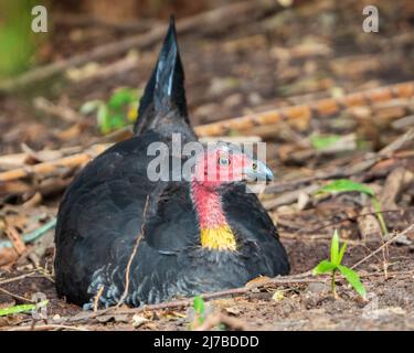 Primo piano con gli uccelli, Un Bush o Un tacchino con la spazzola seduto nello sporco, coda appuntita, Australia Foto Stock