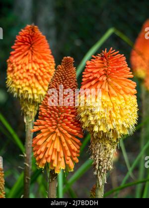 Fiori, Knifofia, Red Hot Poker Plant, tre spore di fiori gialli e arancioni vivaci e colorati, Australian Coastal Garden, Torch Lily Foto Stock