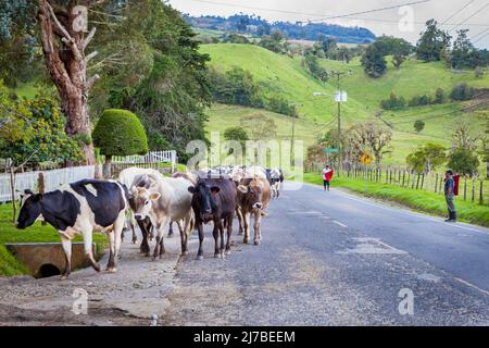 Il bestiame viene guidato dai campi verdi fino alle strutture agricole di Cerro Punta, provincia di Chiriqui, Repubblica di Panama, America Centrale. Foto Stock