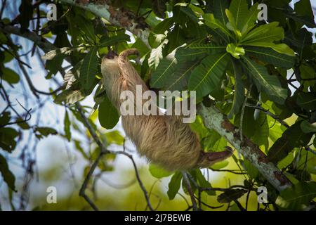 La vita selvatica di Panama con un solco a due punte, Choloepus hoffmanni, nella foresta pluviale del parco nazionale di Soberania, provincia di Colon, Repubblica di Panama. Foto Stock