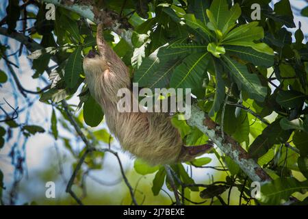 La vita selvatica di Panama con un solco a due punte, Choloepus hoffmanni, nella foresta pluviale del parco nazionale di Soberania, provincia di Colon, Repubblica di Panama. Foto Stock