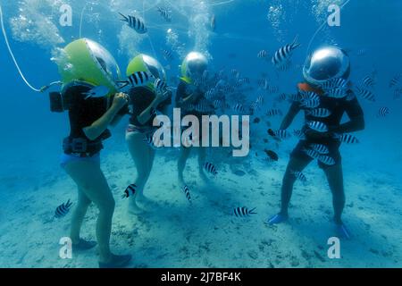 Passeggiata sottomarina, passeggiata subacquea, turisti con caschi subacquei circondati da pesci importanti sergente o píntanos (Abudefduf saxatilis), Mauritius Foto Stock