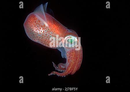 Bobtail comune (Sepietta oweniana), che brilla con bioluminescene, Norvegia, Oceano Atlantico settentrionale, Scandinavia, Europa Foto Stock