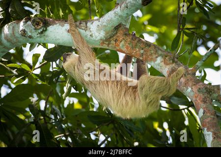 La vita selvatica di Panama con un solco a due punte, Choloepus hoffmanni, nella foresta pluviale del parco nazionale di Soberania, provincia di Colon, Repubblica di Panama. Foto Stock