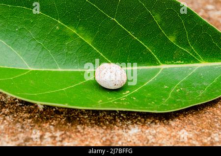 Un uovo isolato di lucertola è su una foglia di avocado verde Foto Stock