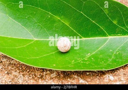 Un uovo isolato di lucertola è su una foglia di avocado verde Foto Stock