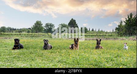 cani e obbedienza esercizio in un allenamento in un campo Foto Stock