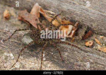 Primo piano dettagliato su una femmina wolfspider, Pradosa amentata, che porta un bozzolo di uova Foto Stock