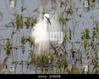 Adulto piccolo Eret (Egretta garzetta) in piombatura di allevamento in mostra, Cambridgeshire, Inghilterra Foto Stock