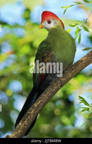 Turaco rosso-crestato, Tauraco erylophus, raro uccello verde con testa rossa, nell'habitat naturale, seduto sul ramo, Angola, Africa Foto Stock