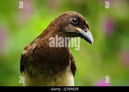 Jay marrone, Cyanocorax morio, ritratto di uccello dalla foresta verde del Costa Rica, fiore viola sullo sfondo Foto Stock