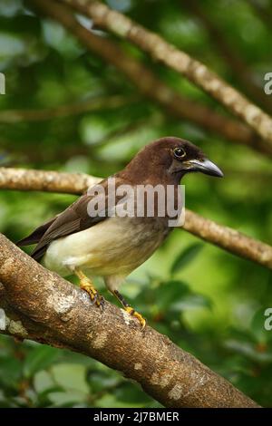 Jay marrone, Cyanocorax morio, uccello dalla foresta verde del Costa Rica, nell'habitat degli alberi Foto Stock