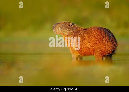 Capybara, Hydrochoerus hydrochaeris, il più grande mouse in acqua con luce della sera durante il tramonto, Pantanal, Brasile Foto Stock