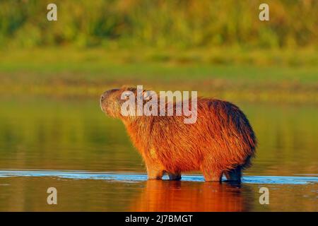 Capybara, Hydrochoerus hydrochaeris, il più grande mouse in acqua con luce della sera durante il tramonto, Pantanal, Brasile Foto Stock