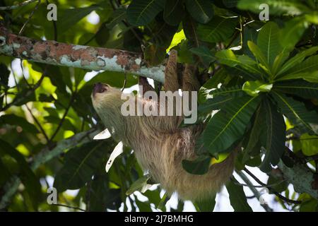 La vita selvatica di Panama con un solco a due punte, Choloepus hoffmanni, nella foresta pluviale del parco nazionale di Soberania, provincia di Colon, Repubblica di Panama. Foto Stock