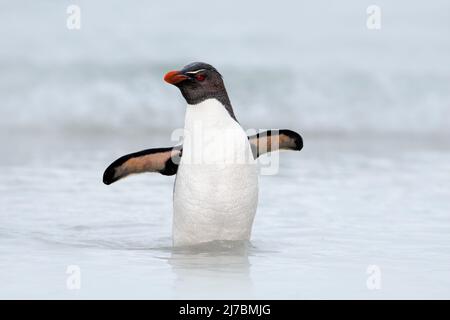 Rockhopper pinguino, Eudyptes chrysocome, nuoto in mare onde, attraverso l'oceano con le ali aperte, Falkland Island Foto Stock