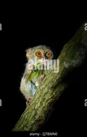 Tarsier spettrale, spettro Tarsius, ritratto di raro animale notturno con cattura uccida grasshopper verde, nel grande ficus albero, Tangkoko National P Foto Stock