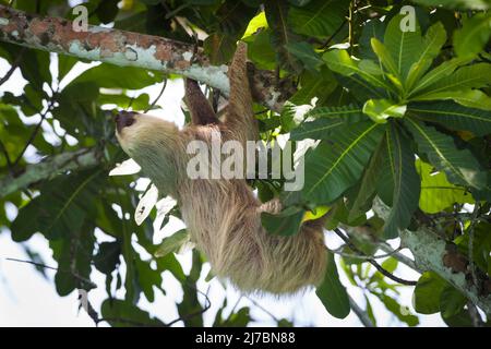 La vita selvatica di Panama con un solco a due punte, Choloepus hoffmanni, nella foresta pluviale del parco nazionale di Soberania, provincia di Colon, Repubblica di Panama. Foto Stock