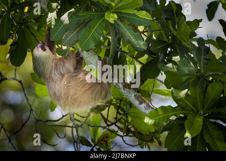 La vita selvatica di Panama con un solco a due punte, Choloepus hoffmanni, nella foresta pluviale del parco nazionale di Soberania, provincia di Colon, Repubblica di Panama. Foto Stock