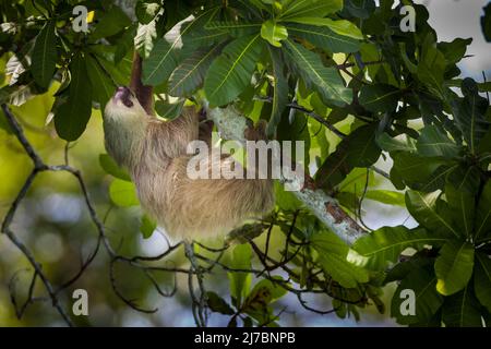 La vita selvatica di Panama con un solco a due punte, Choloepus hoffmanni, nella foresta pluviale del parco nazionale di Soberania, provincia di Colon, Repubblica di Panama. Foto Stock