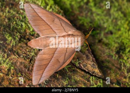 emperor Moth – Oiticella sp. – Bella grande falena dalle foreste e dai boschi sudamericani, Ecuador. Foto Stock