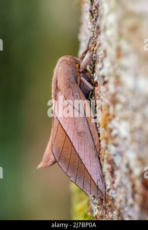 emperor Moth – Oiticella sp. – Bella grande falena dalle foreste e dai boschi sudamericani, Ecuador. Foto Stock