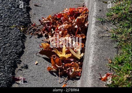 Le foglie autunnali si sono soffiate nel grondale della strada. Foto Stock