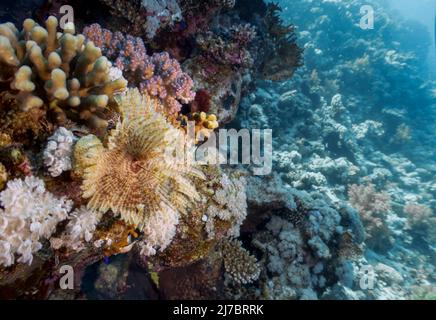 Un verme di Feather Duster (Sabellastarte indica) nel Mar Rosso, Egitto Foto Stock