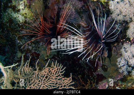 Leone Clearfin (Pterois radiata) in Mar Rosso Foto Stock