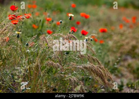 Fioritura in natura. Fiori di papavero rosso selvatico solo a fuoco. Spikelet erba in primo piano, sfocato. Bassa profondità di campo. Foto Stock