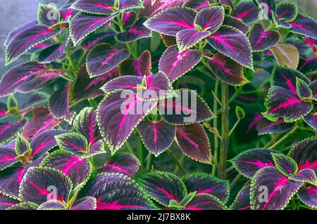 Belle foglie di Rex Begonia pianta, una pianta casa colorata Foto Stock