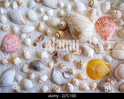 Sfondo Seashell. Vari colori, generi e forme si abbellono su sfondo bianco di piccola sabbia ghiaiosa spiaggia. Foto Stock