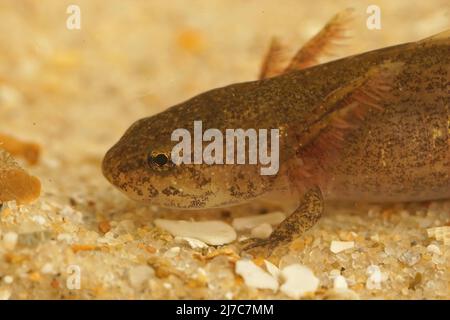 Primo piano sulle larve del salamandro Cheju, Hynobius quelpaertensis subacquea Foto Stock
