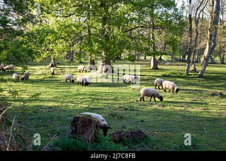 Suffolk pecore pascolo in boschi, Duns, Berwickshire, Scozia Foto Stock