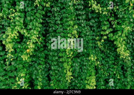 Green Vine eco Wall. Verde pianta strisciante con foglie bagnate che si arrampicano sul muro. Sfondo verde della trama delle foglie. Foglie verdi di edera con gocce d'acqua. Foto Stock