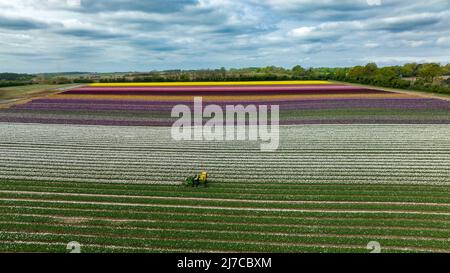 La foto del maggio 3rd mostra le teste di tulipani tagliate in uno degli ultimi campi ancora in Gran Bretagna vicino a King’s Lynn a Norfolk. I tulipani degli ultimi campi da bulbo rimasti in Gran Bretagna hanno ravvivato la campagna, ma ora i 20 milioni di teste sono stati tagliati fuori. I 130 acri di tulipani a conduzione familiare Belmont Nurseries a Norfolk trasformarono il paesaggio in un caleidoscopio di colori quando il raccolto fiorì. Ora i fiori favolosi sono stati tagliati nel loro primo così l’energia della pianta può andare a rendere le lampadine più grandi e possono essere venduti in seguito. Foto Stock