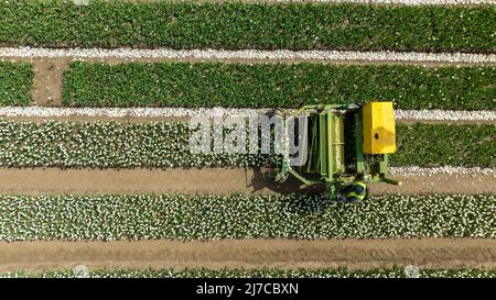 La foto del maggio 3rd mostra le teste di tulipani tagliate in uno degli ultimi campi ancora in Gran Bretagna vicino a King’s Lynn a Norfolk. I tulipani degli ultimi campi da bulbo rimasti in Gran Bretagna hanno ravvivato la campagna, ma ora i 20 milioni di teste sono stati tagliati fuori. I 130 acri di tulipani a conduzione familiare Belmont Nurseries a Norfolk trasformarono il paesaggio in un caleidoscopio di colori quando il raccolto fiorì. Ora i fiori favolosi sono stati tagliati nel loro primo così l’energia della pianta può andare a rendere le lampadine più grandi e possono essere venduti in seguito. Foto Stock