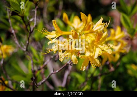 Primo piano di una azalea gialla fiorita in primavera in un giardino a Surrey, nel sud-est dell'Inghilterra Foto Stock