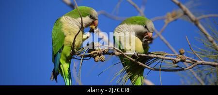 Coppia di parakeets che mangiano frutta su un ramo di albero e cielo blu sullo sfondo Foto Stock
