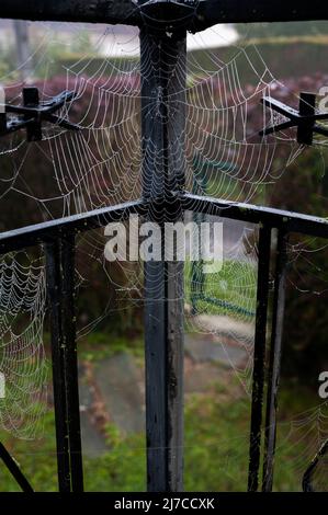 Belle gocce d'acqua che si aggrappano su una ragnatela, proprio come una tenda trasparente perle. Foto Stock