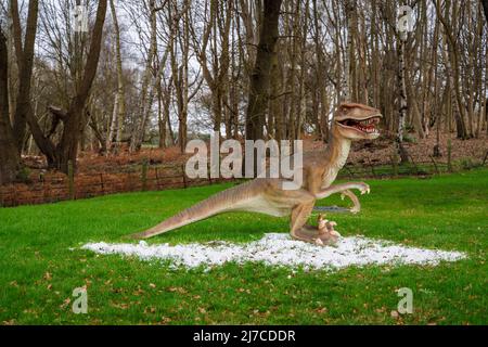 Modello del periodo cretaceo Dromaeosaurus, un dinosauro raptor, all'evento annuale di intrattenimento familiare Snowsaurus al Painshill Park, Cobham, Surrey Foto Stock