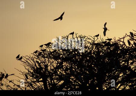 Pied lancia Corvus albus e aironi bubulcus ibis su un roost comune al tramonto. Dakar. Senegal. Foto Stock