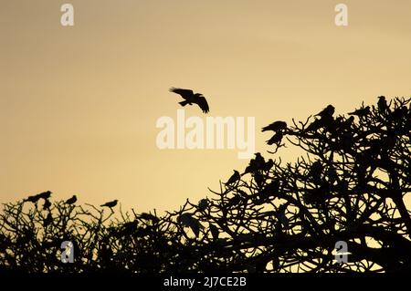 Pied lancia l'albus Corvus su un roost comune al tramonto. Dakar. Senegal. Foto Stock