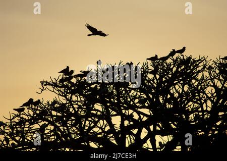 Pied lancia l'albus Corvus su un roost comune al tramonto. Dakar. Senegal. Foto Stock