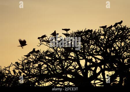 Pied lancia l'albus Corvus su un roost comune al tramonto. Dakar. Senegal. Foto Stock