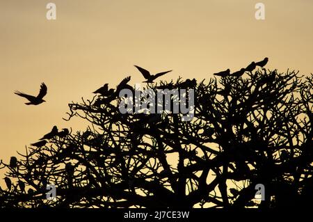 Pied lancia l'albus Corvus su un roost comune al tramonto. Dakar. Senegal. Foto Stock