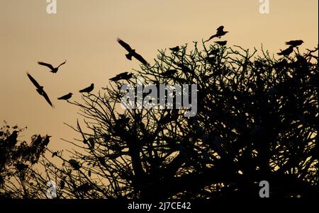 Pied lancia l'albus Corvus su un roost comune al tramonto. Dakar. Senegal. Foto Stock