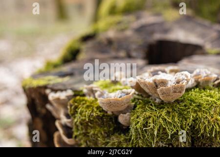 Il moncone è cresciuto con muschio. Ci sono funghi che crescono sul bellissimo ceppo. Primo piano di un albero con muschio tagliato Foto Stock