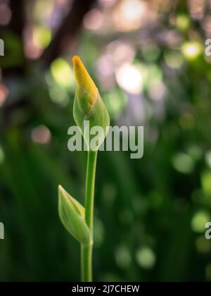 Germoglio di iride giallo o flag giallo (Iris pseudacorus) macro fuoco selettivo. Foto Stock